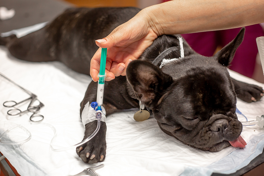 Read more about the article Pet Surgery: Precautions for a Safe and Comfortable Recovery